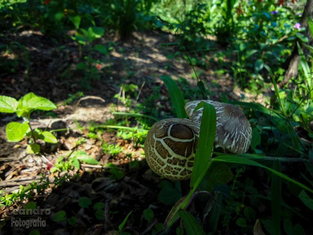 Pousada Passaredo Montanha Ibiúna Exteriör bild